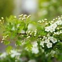 Hawthorn Blossoms in Spring Light  screen for extension Chrome web store in OffiDocs Chromium