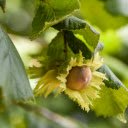 Hazelnut Tree  screen for extension Chrome web store in OffiDocs Chromium