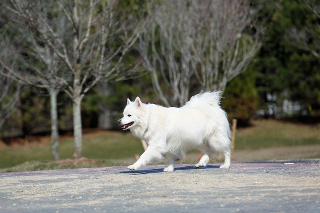 הורדה חינם טפט HD כלב חיית מחמד אסקימו תמונה חינם לעריכה עם עורך תמונות מקוון בחינם של GIMP