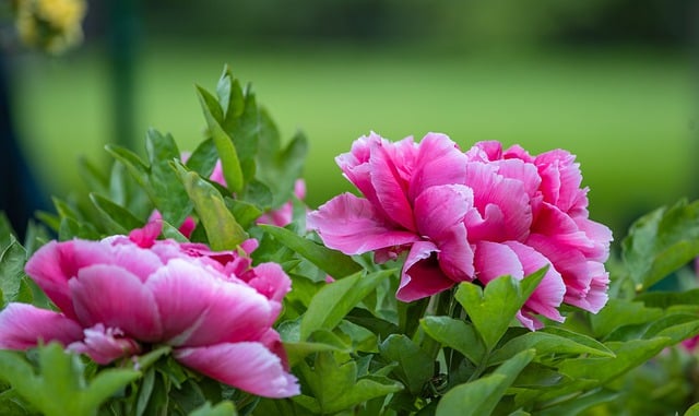 Kostenloser Download von HD-Hintergrundbildern, Blumen, Pfingstrosen, Pflanzen, kostenloses Bild zur Bearbeitung mit dem kostenlosen Online-Bildeditor GIMP