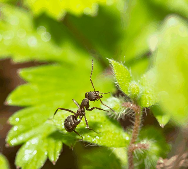 Free download hd wallpaper insect ant entomology free picture to be edited with GIMP free online image editor