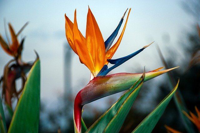 HDの壁紙を無料でダウンロード 楽園の花の花 無料の画像をGIMPで編集する 無料のオンライン画像エディター