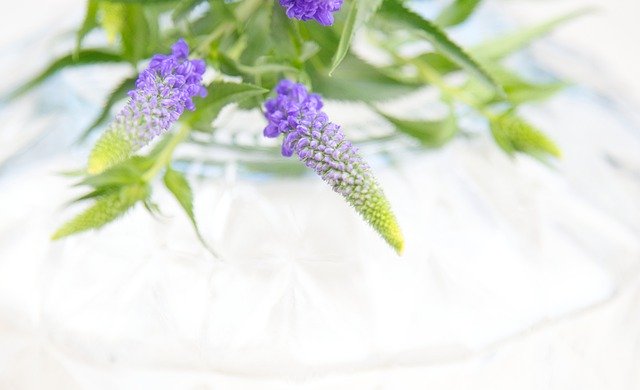Free download hd wallpaper purple flowers flowers free picture to be edited with GIMP free online image editor