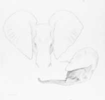 Free download Head of African Elephants, Frontal and Profile View free photo or picture to be edited with GIMP online image editor