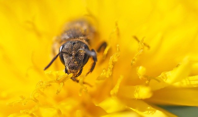 Free download head of a small sandy bee free picture to be edited with GIMP free online image editor