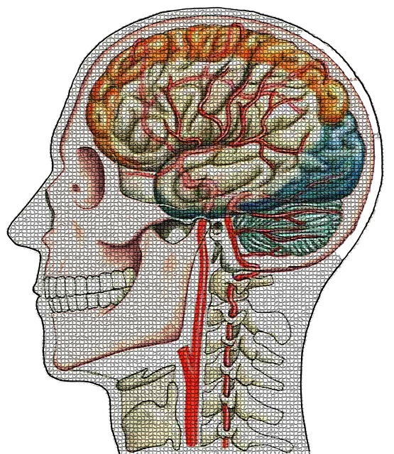 Безкоштовно завантажте Head Skull Cerebral Blood Flow - безкоштовну ілюстрацію для редагування за допомогою безкоштовного онлайн-редактора зображень GIMP
