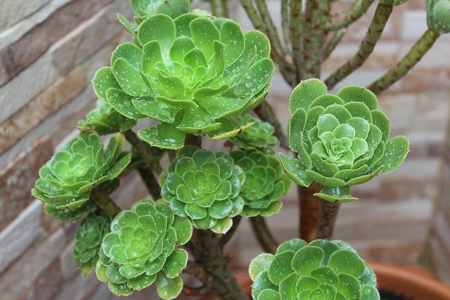 Free download he aeonium succulent succulents free picture to be edited with GIMP free online image editor
