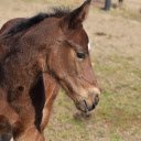 Healthy Brown Horse  screen for extension Chrome web store in OffiDocs Chromium