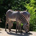 Healthy zebras  screen for extension Chrome web store in OffiDocs Chromium