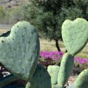 heart cactus  screen for extension Chrome web store in OffiDocs Chromium