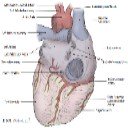 Heart Dissection  screen for extension Chrome web store in OffiDocs Chromium
