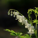 Heart shaped flower branch  screen for extension Chrome web store in OffiDocs Chromium