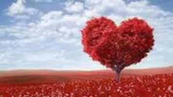 Free download Heart-shaped tree in the daytime free photo or picture to be edited with GIMP online image editor