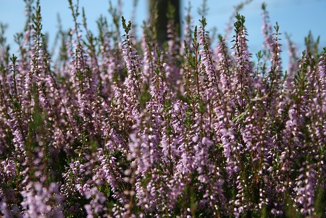Free download heather flower plant blossoms free picture to be edited with GIMP free online image editor