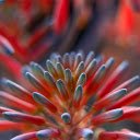 hedgehog flowers  screen for extension Chrome web store in OffiDocs Chromium