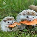 Hedgehog munching on mushrooms wallpape  screen for extension Chrome web store in OffiDocs Chromium