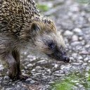 Hedgehog on the rocky road  screen for extension Chrome web store in OffiDocs Chromium