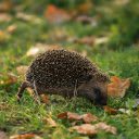 HEDGEHOG Theme  screen for extension Chrome web store in OffiDocs Chromium