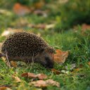 Hedgehog under the tree  screen for extension Chrome web store in OffiDocs Chromium