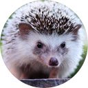 Hedgehog Wallpaper  screen for extension Chrome web store in OffiDocs Chromium