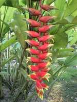 Free download Heliconia_rostrata garden free photo or picture to be edited with GIMP online image editor