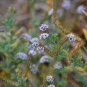 Heliotrope flower  screen for extension Chrome web store in OffiDocs Chromium