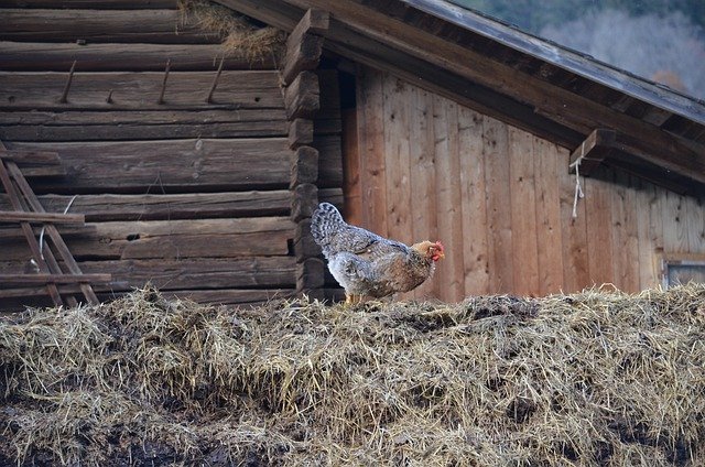 Free download hen rooster hay barn agriculture free picture to be edited with GIMP free online image editor