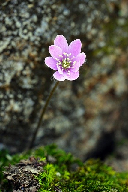 Free download hepatica flower how do purple free picture to be edited with GIMP free online image editor