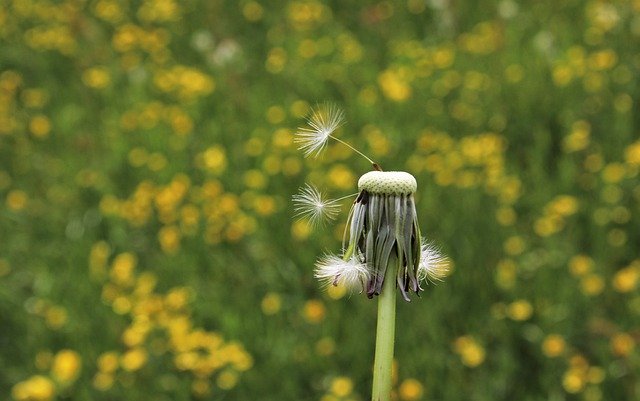 Free download he pointed to the flower nuns meadow free picture to be edited with GIMP free online image editor