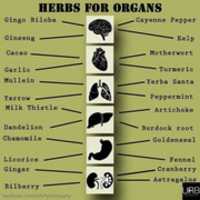 Безкоштовно завантажте безкоштовну фотографію Herbs For Organs для редагування за допомогою онлайн-редактора зображень GIMP