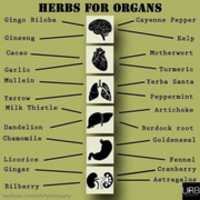 Free download Herbs For Organs free photo or picture to be edited with GIMP online image editor