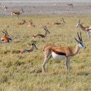 Herd of antelopes and grasslands  screen for extension Chrome web store in OffiDocs Chromium