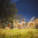 Herd of baby camels  screen for extension Chrome web store in OffiDocs Chromium