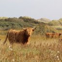 Herd of bulls  screen for extension Chrome web store in OffiDocs Chromium