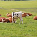 Herd of cows on grass field  screen for extension Chrome web store in OffiDocs Chromium