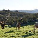 herd of cows on the mountain  screen for extension Chrome web store in OffiDocs Chromium