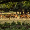 Herd of deer  screen for extension Chrome web store in OffiDocs Chromium