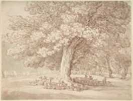 Free download Herd of deer under an oak tree free photo or picture to be edited with GIMP online image editor