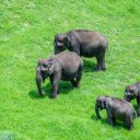 Herd of elephants on green grassland  screen for extension Chrome web store in OffiDocs Chromium