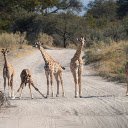 Herd of giraffes  screen for extension Chrome web store in OffiDocs Chromium
