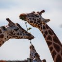 Herd of giraffes  screen for extension Chrome web store in OffiDocs Chromium
