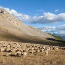 herd of goats and mountains  screen for extension Chrome web store in OffiDocs Chromium