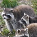 Herd of gray bears  screen for extension Chrome web store in OffiDocs Chromium
