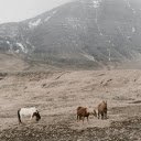 Herd of horses on rocky mountains  screen for extension Chrome web store in OffiDocs Chromium