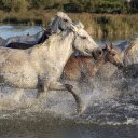 Herd of horses running in the water  screen for extension Chrome web store in OffiDocs Chromium