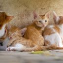 Herd of kittens  screen for extension Chrome web store in OffiDocs Chromium