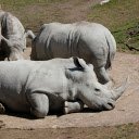 Herd of rhinos basking in the sun  screen for extension Chrome web store in OffiDocs Chromium