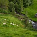 Herd of white goats  screen for extension Chrome web store in OffiDocs Chromium