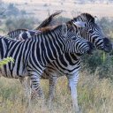 Herd of Zebras on the Wild Grass  screen for extension Chrome web store in OffiDocs Chromium