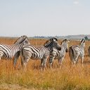 Herd of zebras walking  screen for extension Chrome web store in OffiDocs Chromium